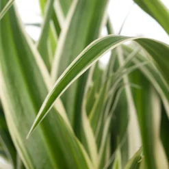 Grünlilie (Chlorophytum comosum 'Ocean') D 15 H 20 cm