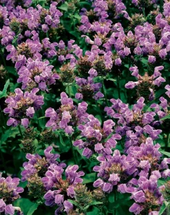 Großblütige Braunelle (Prunella grandiflora) D 11 H 5 cm