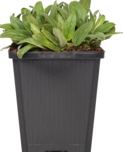 Großblütige Braunelle (Prunella grandiflora 'Alba') D 9 H 15 cm