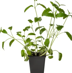 Großblütige Braunelle (Prunella grandiflora 'Alba') D 9 H 15 cm