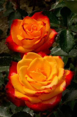 Großblumige Beetrose (Rosa 'Mein München')