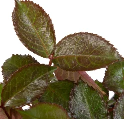Großblumige Beetrose (Rosa 'Mein München')