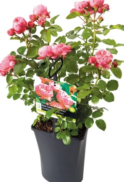 Großblumige Beetrose (Rosa 'Leonardo Da Vinci') D 23 cm