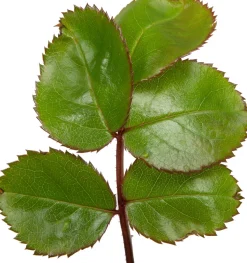 Großblumige Beetrose (Rosa 'Leonardo Da Vinci') D 23 cm