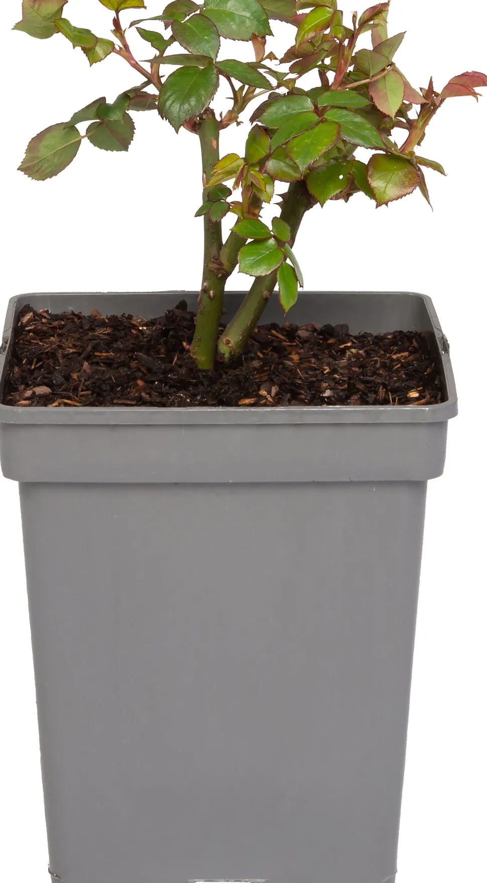 Großblumige Beetrose (Rosa Chippendale)