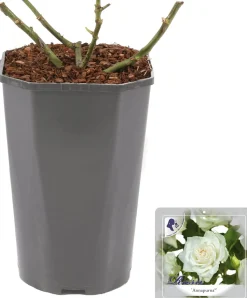 Großblumige Edelrose (Rosa 'Annapurna') D 23 H 25 cm