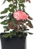 Großblumige Strauchrose (Rosa 'Nostalgie') D 23 cm