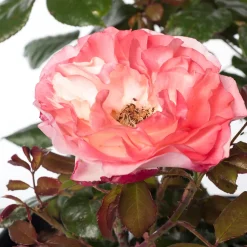 Großblumige Strauchrose (Rosa 'Nostalgie') D 23 cm