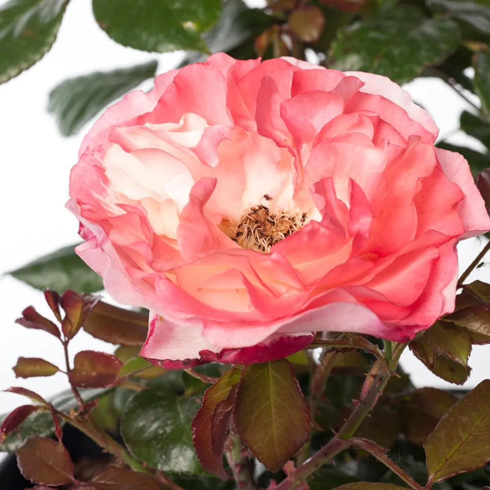 Großblumige Strauchrose (Rosa 'Nostalgie') D 23 cm