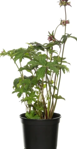 Große Sterndolde (Astrantia major 'Ruby Star') D 17 H 50 cm