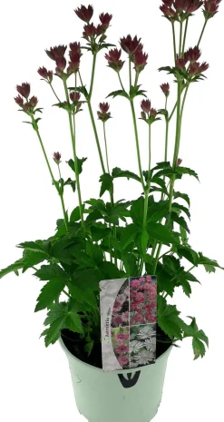 Große Sterndolde (Astrantia major 'Ruby Star') D 17 H 50 cm