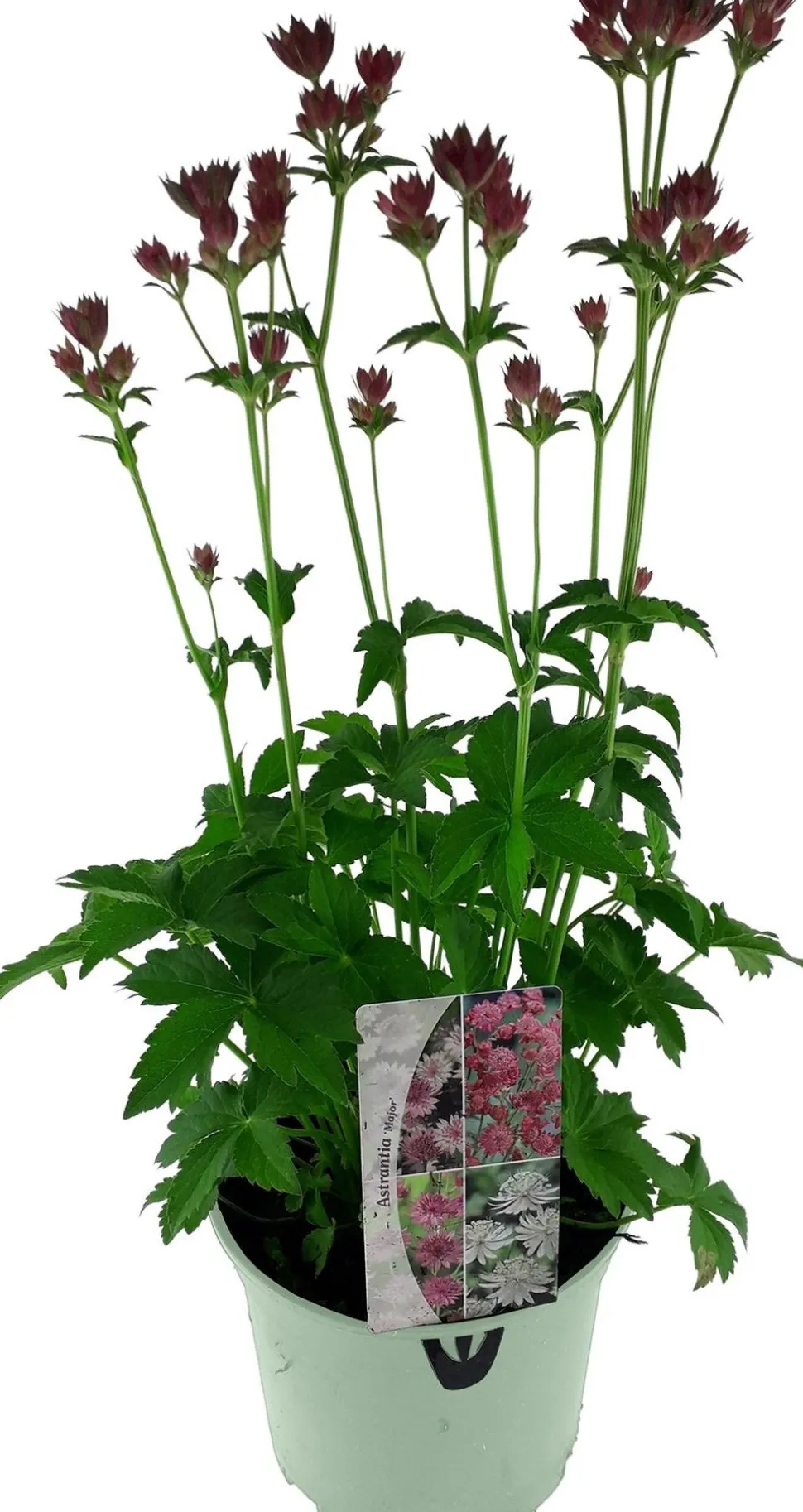 Große Sterndolde (Astrantia major 'Ruby Star') D 17 H 50 cm