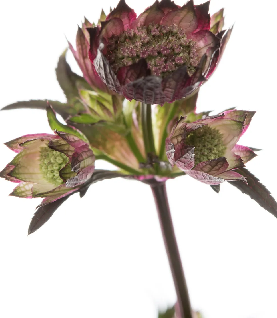 Große Sterndolde (Astrantia major 'Ruby Star') D 17 H 50 cm