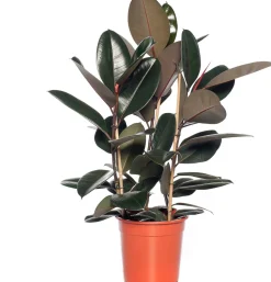 Gummibaum (Ficus elastica 'Abidjan') D 24 H 85 cm