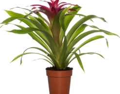 Guzmania (Guzmania 'Deseo Pink') D 12 H 45 cm