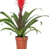 Guzmania (Guzmania 'Hope') D 12 cm H 45 cm