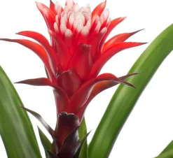 Guzmania (Guzmania 'Hope') D 12 cm H 45 cm