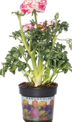 Hahnenfuß (Ranunculus) D 10,5 H 15 cm