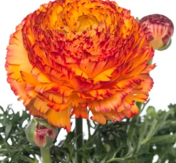 Hahnenfuß (Ranunculus) D 10,5 H 15 cm