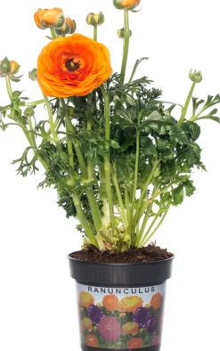 Hahnenfuß (Ranunculus) D 10,5 H 15 cm