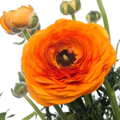 Hahnenfuß (Ranunculus) D 10,5 H 15 cm