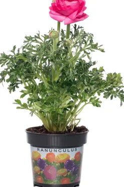 Hahnenfuß (Ranunculus) D 10,5 H 15 cm