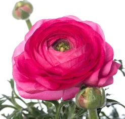 Hahnenfuß (Ranunculus) D 10,5 H 15 cm