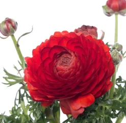 Hahnenfuß (Ranunculus) D 10,5 H 15 cm