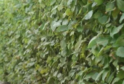 Hainbuche (Carpinus betulus) D 23 H 90 cm