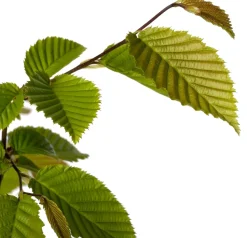 Hainbuche (Carpinus betulus) D 9 H 60 cm