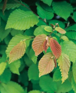 Hainbuche (Carpinus betulus) D 9 H 60 cm