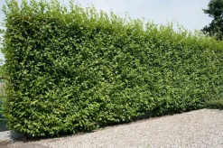 Hainbuche (Carpinus betulus 'Fastigiata')