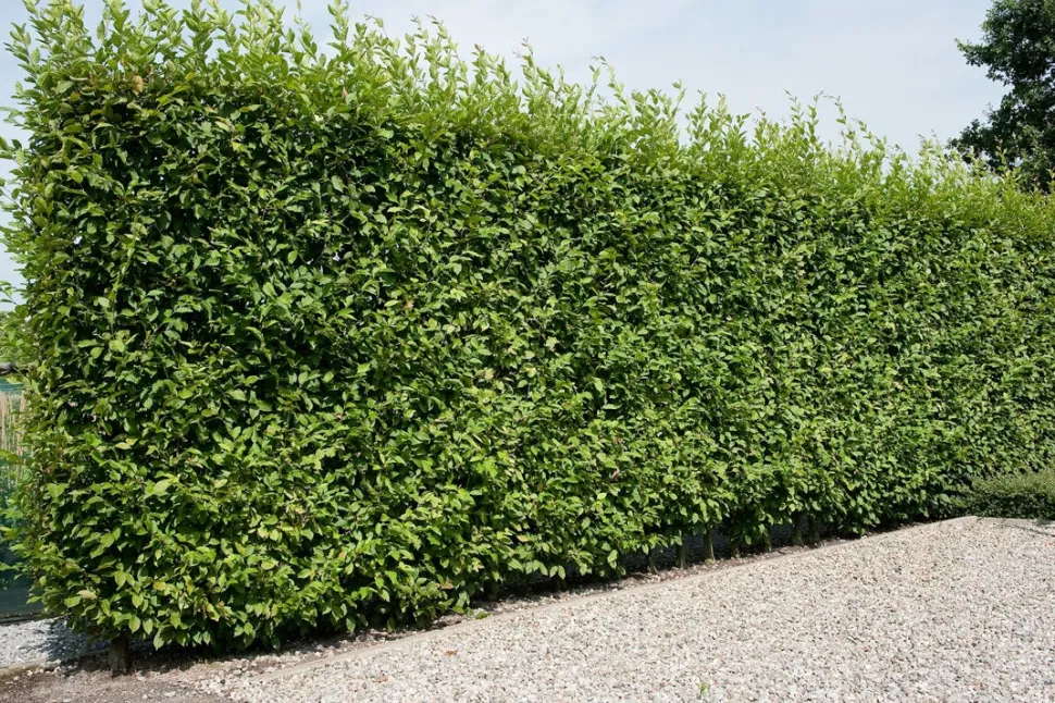 Hainbuche (Carpinus betulus 'Fastigiata')