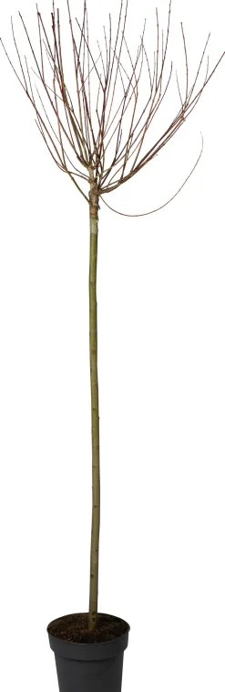Harlekin-Weide (Salix integra 'Hakuro Nishiki') D 26 H 160 cm