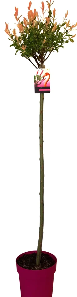 Harlekin-Weide (Salix integra 'Flamingo') D 23 H 150 cm