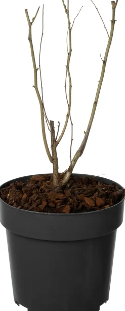 Haselstrauch (Corylus avellana) D 19 H 30 cm