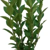 Hecken-Liguster (Ligustrum ovalifolium) D 17 H 40 cm