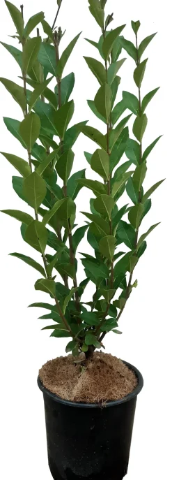 Hecken-Liguster (Ligustrum ovalifolium) D 17 H 40 cm