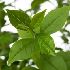 Hecken-Liguster (Ligustrum ovalifolium) D 17 H 40 cm
