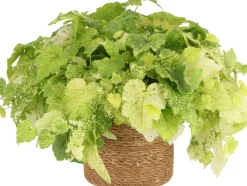 Henne mit Küken (Tolmiea menziesii) D 12 H 20 cm