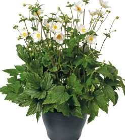 Herbstanemone (Anemone 'Wild Swan') D 15 H 35 cm