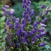 Herbst-Eisenhut (Aconitum carmichaelli 'Arendsii')