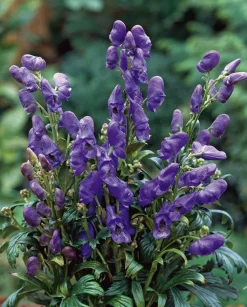 Herbst-Eisenhut (Aconitum carmichaelli 'Arendsii')