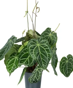 Herzblattblume (Anthurium crystallinum) D 27 H 90 cm