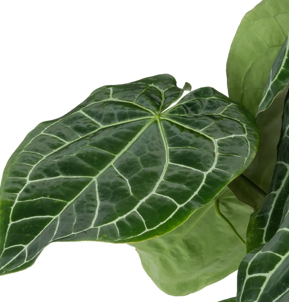 Herzblattblume (Anthurium crystallinum) D 27 H 90 cm