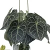 Herzblattblume (Anthurium clarinervium) D 32 cm H 75 cm