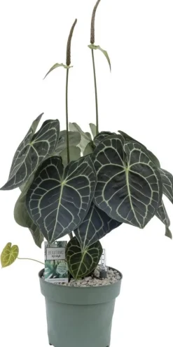 Herzblattblume (Anthurium clarinervium) D 32 cm H 75 cm