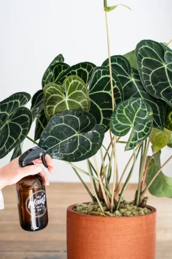 Herzblattblume (Anthurium clarinervium) D 32 cm H 75 cm