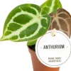 Herzblattblume (Anthurium crystallinum) D 6 H 15 cm