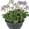 Herzblattlilie (Hosta 'Blue Mouse Ears') D 21 cm